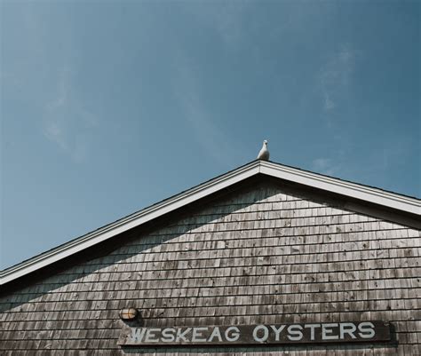 Weskeag Oysters From South Thomaston Maine Shop Island Creek Oysters