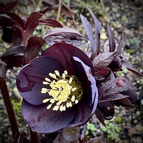 Hellebores Plant Care And Collection Of Varieties