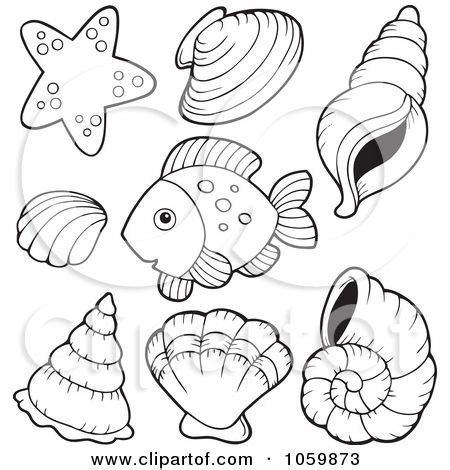 A total of 446 different plates published for albertus seba's locccupletissimi rerum naturlium thesauri accurata descripta. seashells for coloring - Google Search | Manualidades ...
