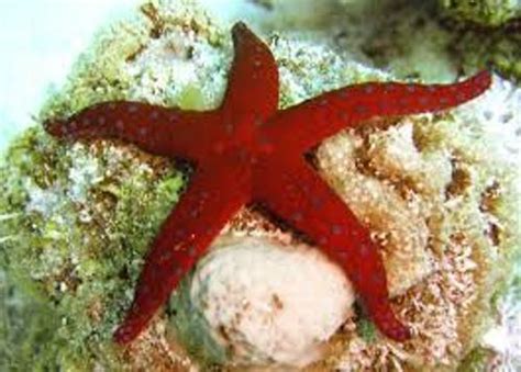 10 Interesting Sea Star Facts My Interesting Facts