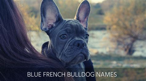 Here you can find the 38 best male french bulldog dog name ideas for any taste. Ultimate List of the Top 500+ French Bulldog Dog Names ...