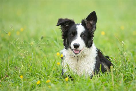 Mist The Sheepdog An Everyday Story Of A Rehomed Puppy Dog