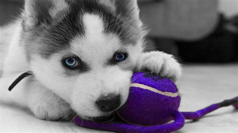 Husky Puppy Wallpapers Wallpaper Cave