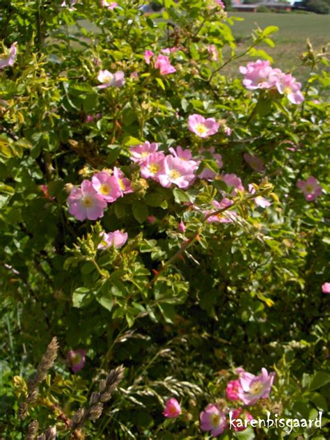 Karen`s Nature Photography Blooming Wild Pink Rose Bush
