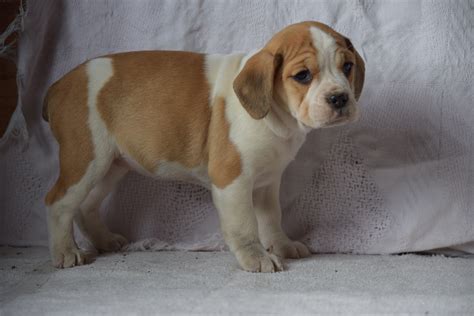 Beabull Puppy For Sale Female Abigail Millersburg Ohio Ac Puppies Llc