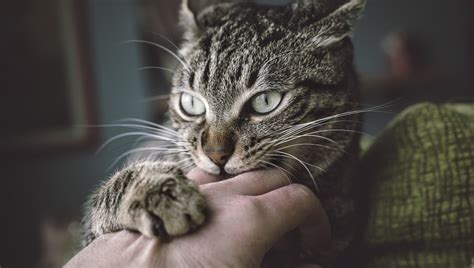 If the wound has a low risk of being infected, it is sometimes only sutured.24 a person who has been bitten by a cat with rabies will need specialized treatment. Dear Tabby: Are Cat Bites Dangerous? What Should I Do ...
