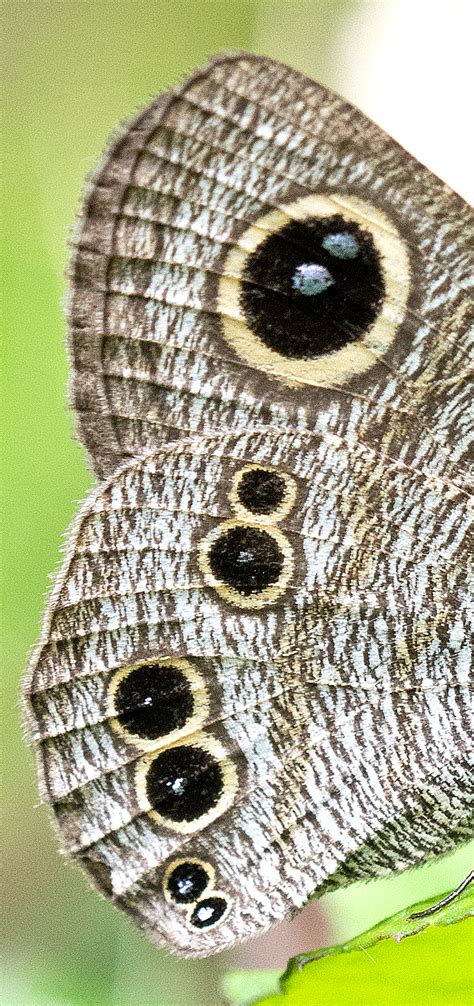 Butterfly Eyespots Iii Deflect And Sacrifice Ray Cannons Nature Notes
