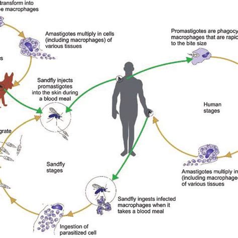 Life Cycle Of Leishmania Modified From K J Esch And C A Download Scientific Diagram