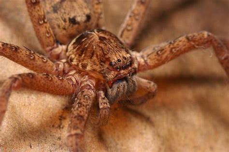 Brown Huntsman Spider Heteropoda Jugulans