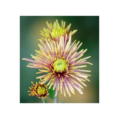Buy Chrysanthemum Tula Improved Sarah Raven In 2020 Chrysanthemum