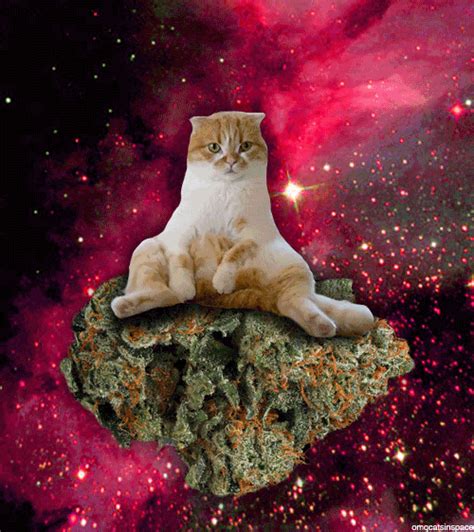 Omg Cats In Space Omgcatsinspace  Wiffle