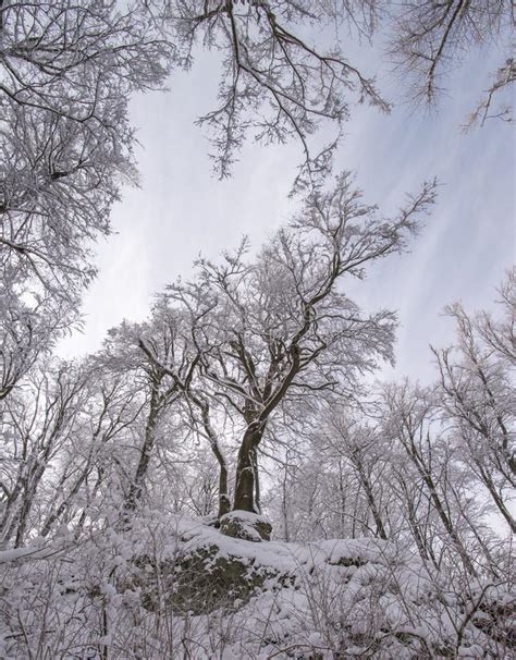 Mysterious Woods In Winter Stock Photo Image Of Snow 136287786