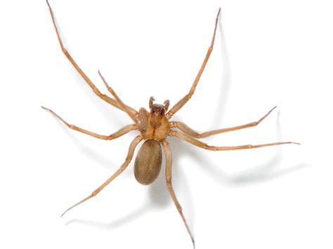 Brown Recluse Spider Bites Poison Control