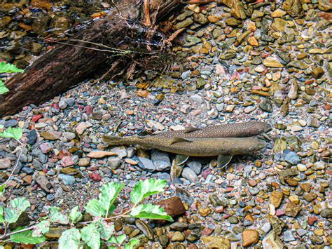 Spawning Trout 101 Pennsylvania Fly Fishing