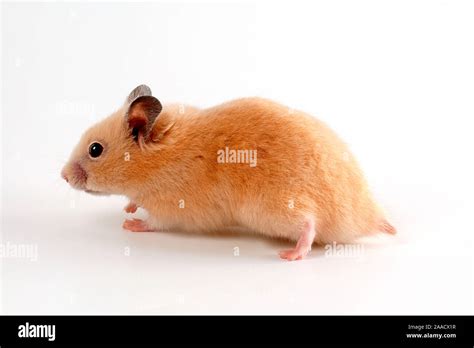 Goldhamster Golden Hamster Stock Photo Alamy
