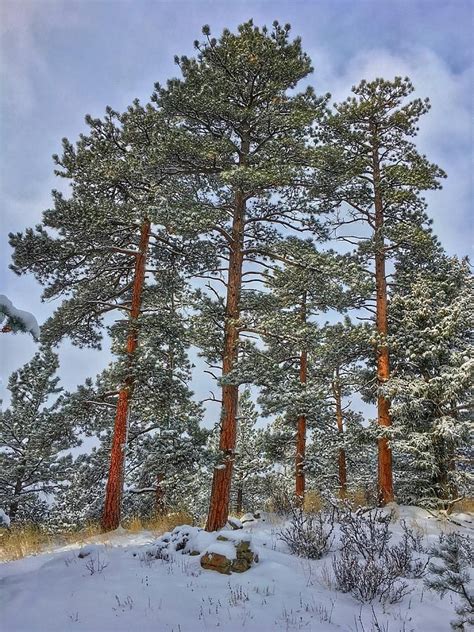 Black Forest Colorado Pine Trees Immense History Art Gallery
