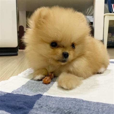 Pomeranian Puppy Texas