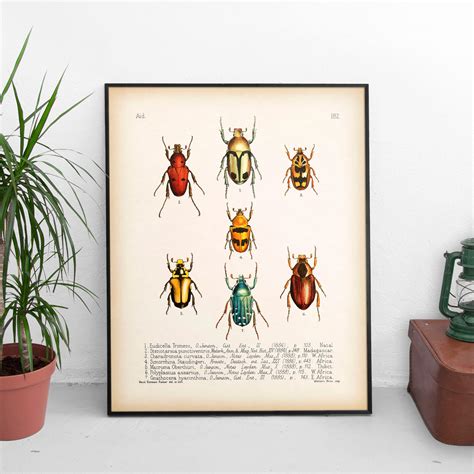 Beetle Print Entomology Print Insect Printable Insect Wall Etsy