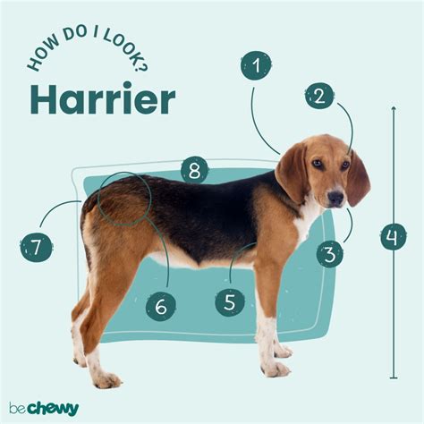 Harrier Characteristics Care And Photos Bechewy