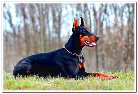 Origin Of The Doberman Breed History And Breeder Dogsis