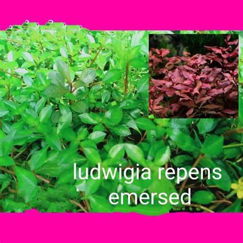 Aquatic Plants Ludwigia Repens Emersed Stem Shopee Philippines