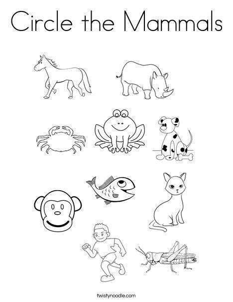 Mammals Worksheet Kindergarten