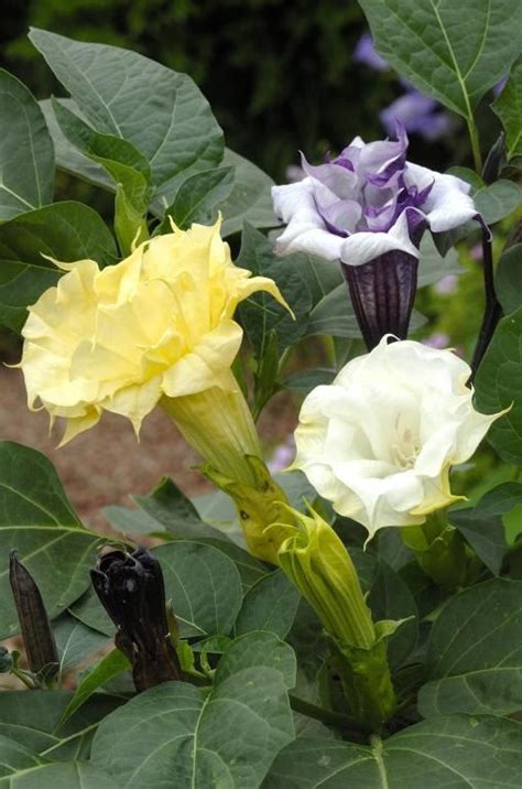 Beautiful Moonflower In Yellow White And Purple Seed Catalogs