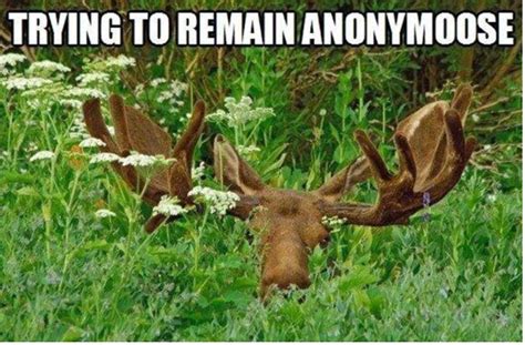 Pin By Jean Oxford On Funny Funny Moose Moose Pictures Funny Animal
