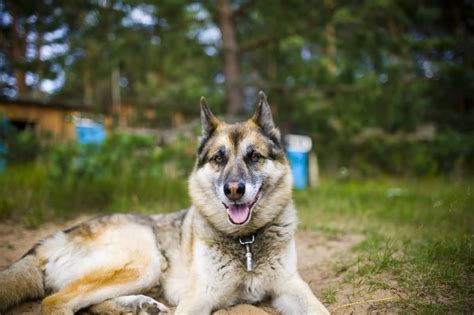 The german shepherd and the siberian husky are one of the most recognizable and ideal breeds for dog lovers wanting a large, loving, and working dog. The German Shepherd Husky Mix (a.k.a Gerberian Shepsky ...