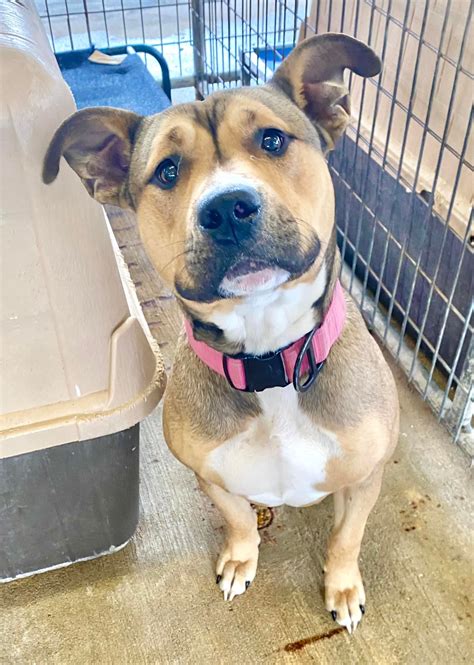 New... - Friends of Ouachita Parish Animal Shelter - OPAS