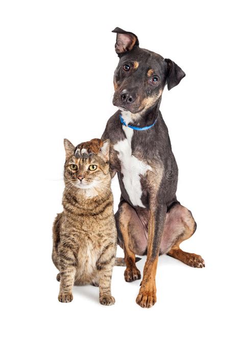 Dog With Paw On Head Of Cat Stock Image Image Of Extend
