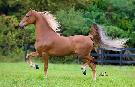 Raça De Cavalo American Saddlebred Características E Fotos Mundo
