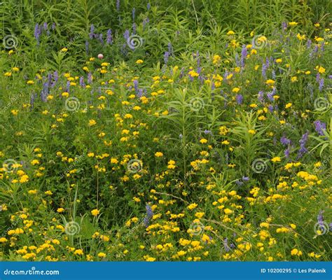 Yellow And Blue Wildflowers Stock Image Image Of Vetch Summer 10200295