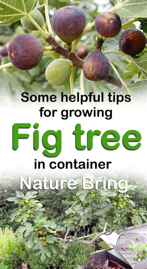How To Grow Fig Trees In Pot Potted Trees Fig Tree