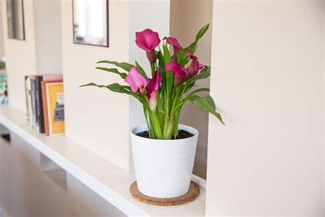 How To Grow And Care For Calla Lily