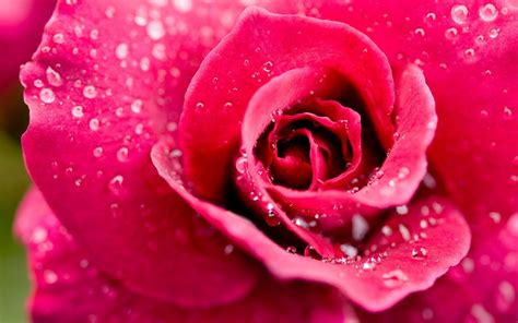 Rose Flower Close Up Hd Wallpaper For Desktop And Mobile In High