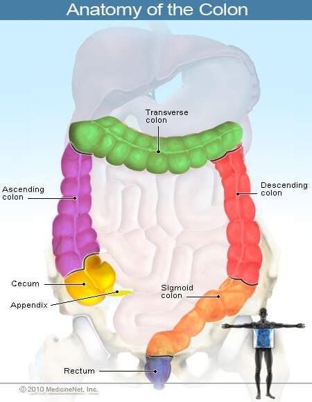 Colon Cancer Treatment Symptoms Prevention And Stages