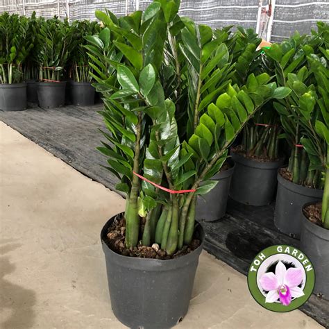 Zamioculcas Zamiifolia Zz Plant 金钱树 100mh Toh Garden Singapore