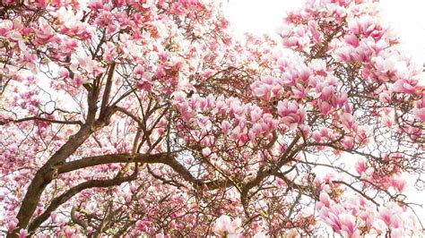 How To Grow A Deciduous Magnolia Tree Bunnings Australia