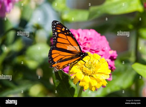 Monarch Butterfly Danaus Plexippus Perched On A Blossom Prostrate