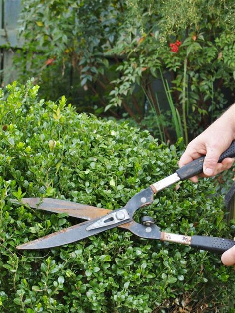 How To Prune Trees And Shrubs Hgtv
