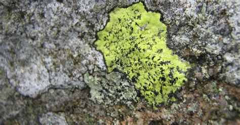 Free Stock Photo Of Lichen Mossy Rocks