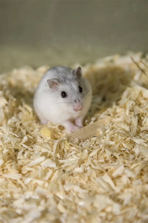 What Is The Best Bedding For Dwarf Hamsters Officially Pets