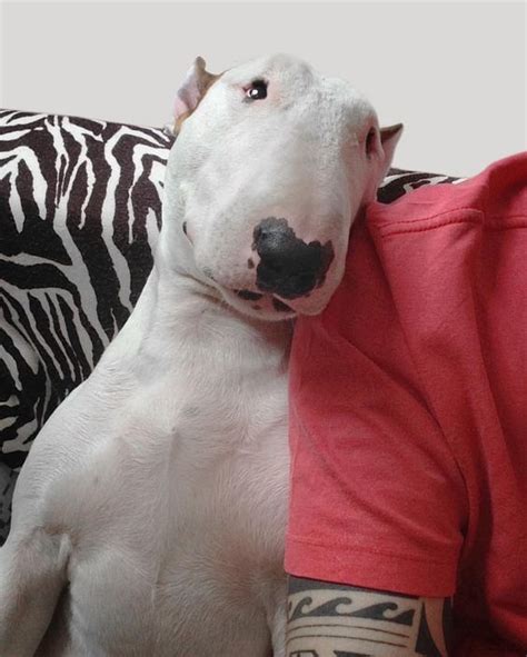 Pin On Bull Terriers