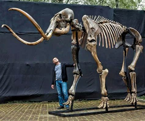 Beautiful Mammoth Skeleton Fossils Animal Skeletons Prehistoric Animals