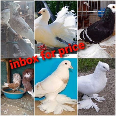 For Sale Fancy Pigeons Montego Bay