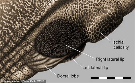 Dinosaur Genitals Are Reconstructed For The First Time Big World Tale