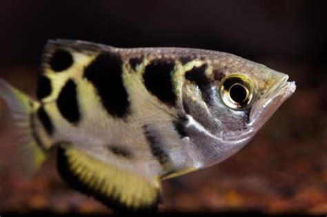 Fish is intentionally not fully posix compliant, it aims at addressing posix inconsistencies (as perceived by the creators) with a simplified or a different syntax. Chao Phraya Archer, Toxotes microlepis | Fish, Aquarium fish, Freshwater fish