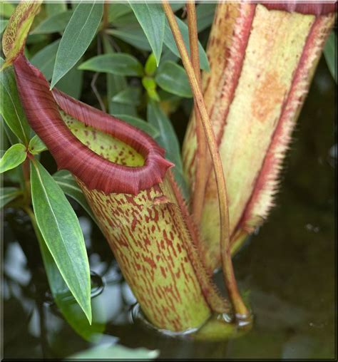 Nepenthes Rajah Is A Large Pitcher Plants And Its Also The Largest