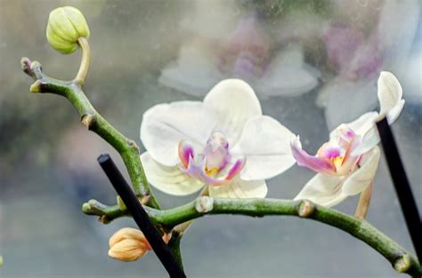 How Orchids Grow Flower Spikes Sevilla Lanueva